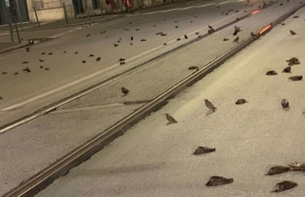 propolski.pl: martwe ptaki we Włoszech