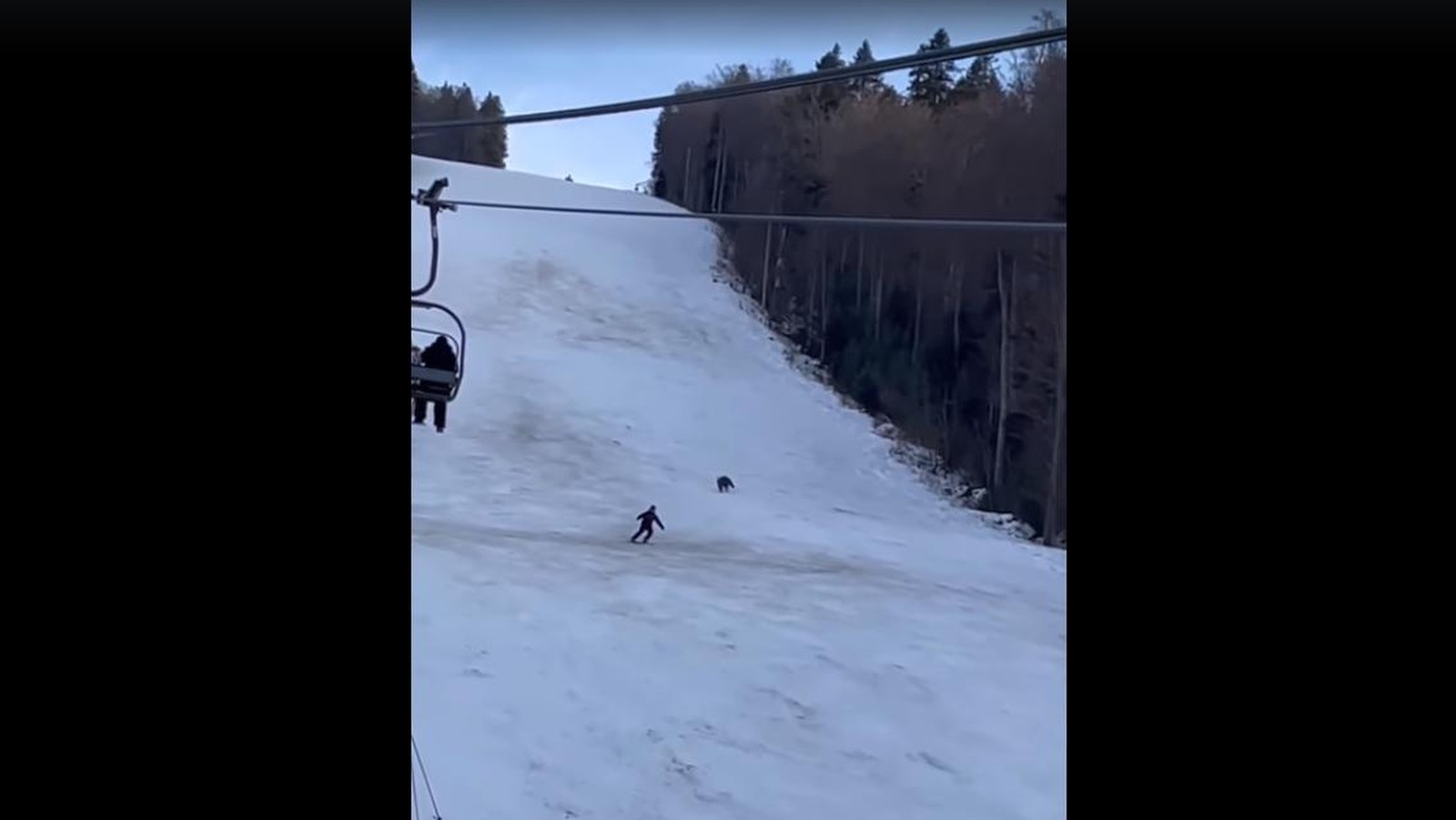 propolski.pl: Niedźwiedź gonił narciarza