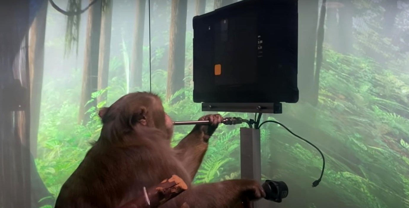 propolski.pl: Eksperyment Muska - małpa grająca w grę