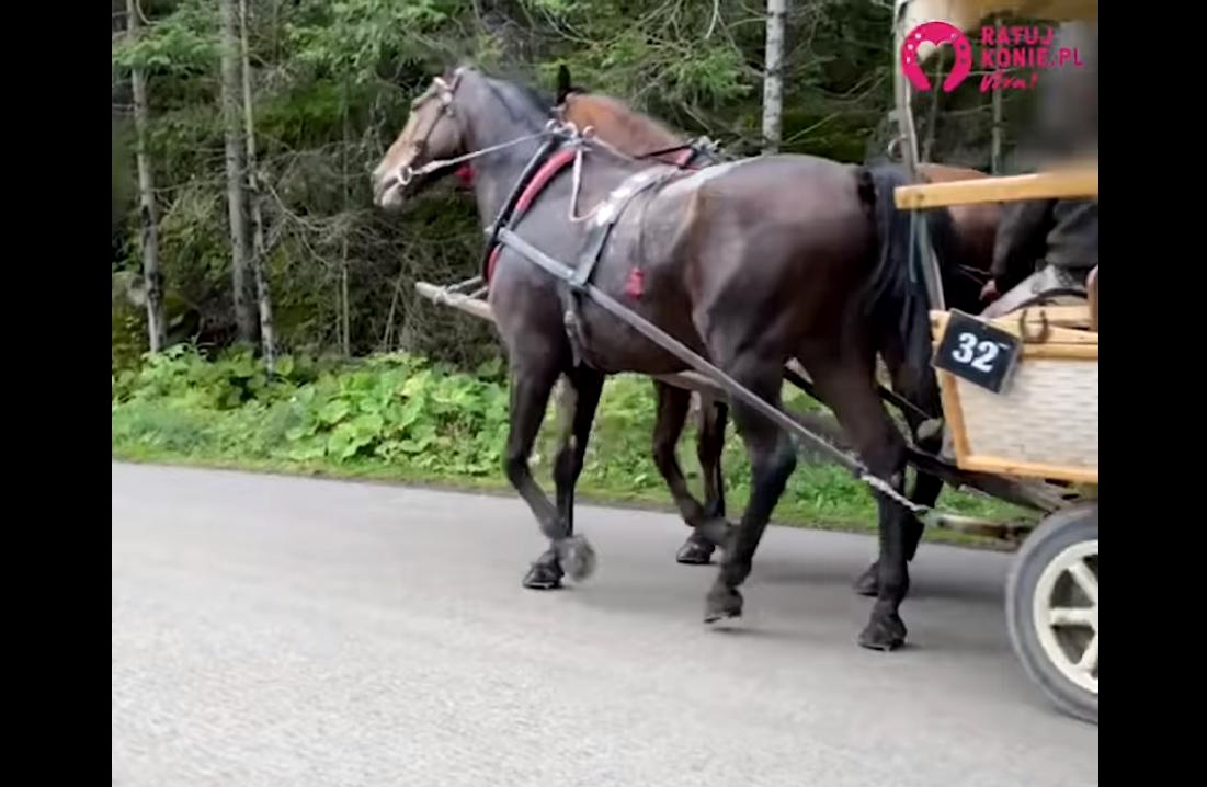 propolski.pl: Kulawy koń ciągnął wóz z turystami