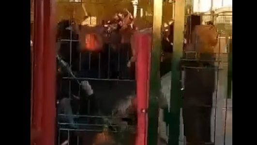 propolski.pl: Migranci szturmują... białoruską granicę! Białorusini bezsilni wobec natarcia przybyszów ze wschodu [wideo]