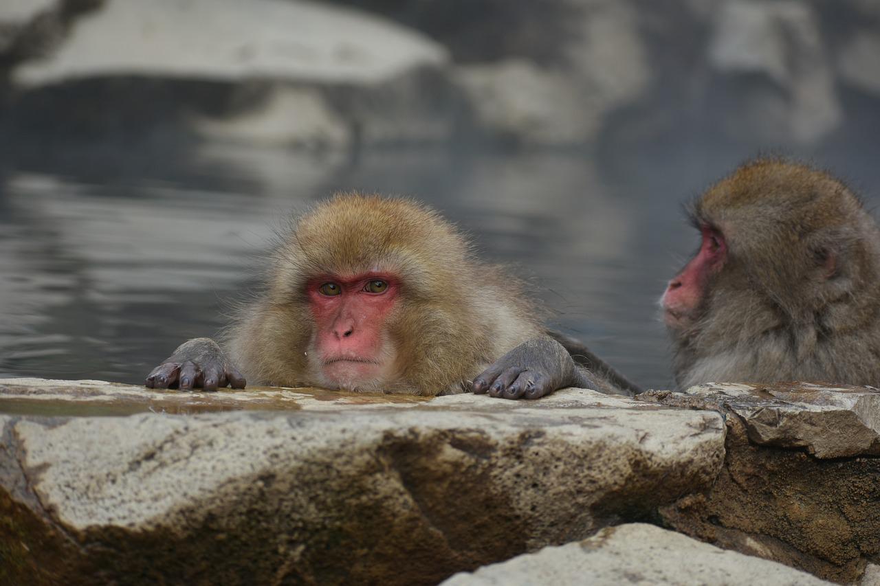 propolski.pl: Ataki małp w Japonii