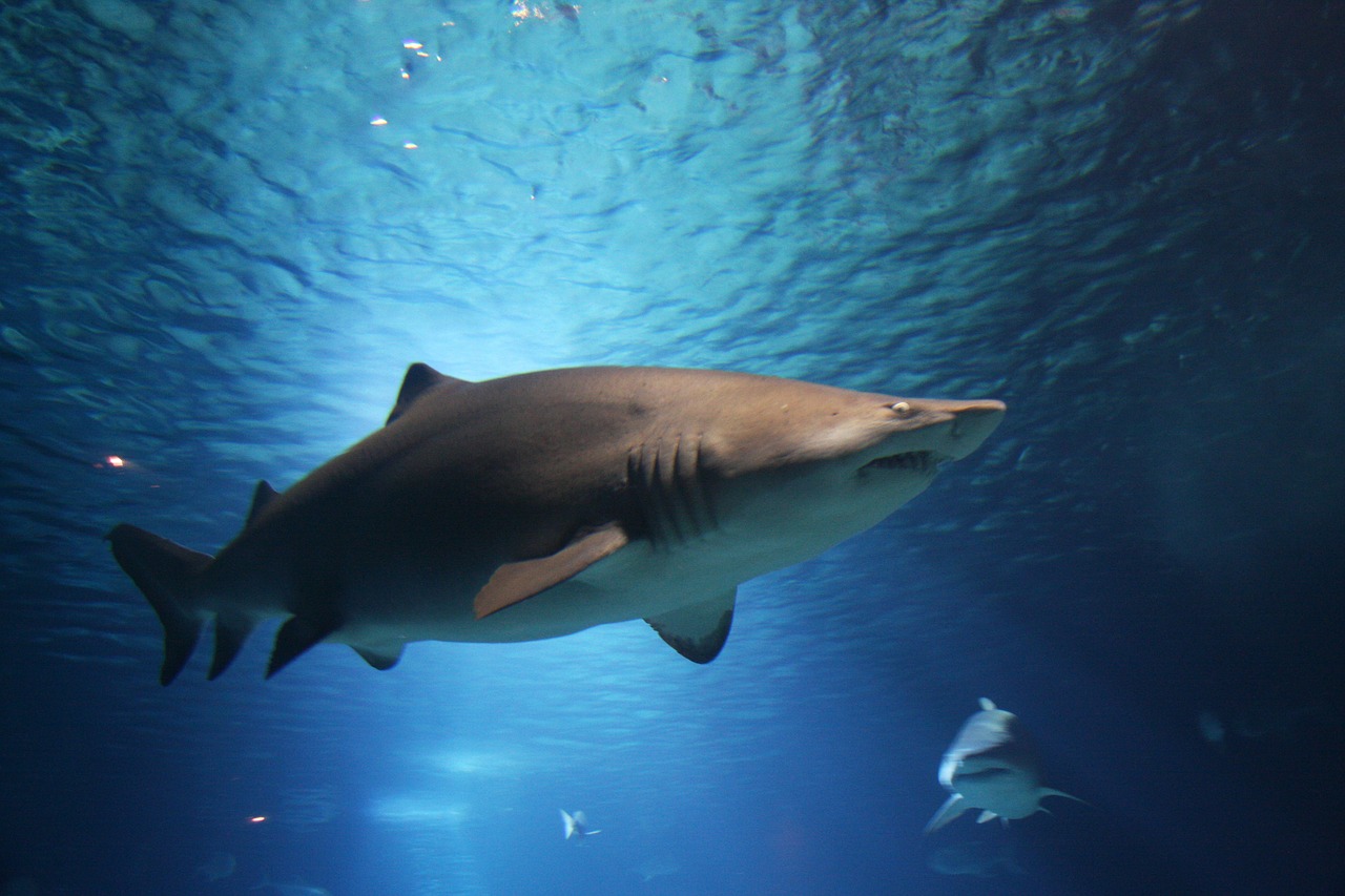 propolski.pl: Turystki zaatakowane przez rekina