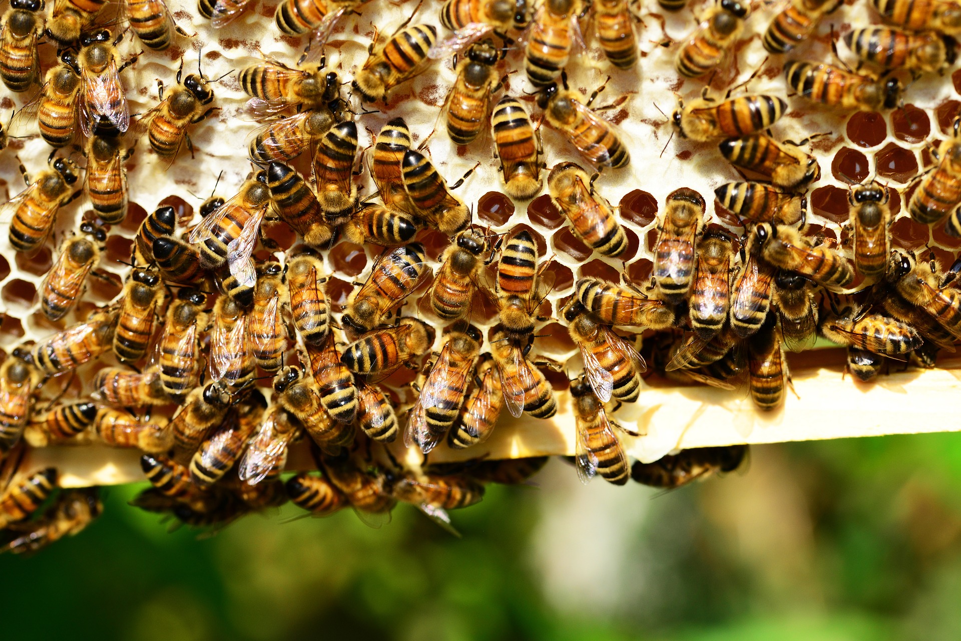 propolski.pl: Wypuściła pszczoły na policjantów